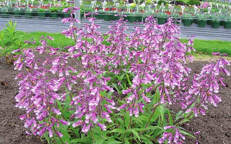 Prairie Twilight Penstemon - Beardtongue - 1 Gallon - Perennials for Spring Color | ToGoGarden