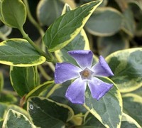 Shop Variegated Bigleaf Periwinkle - 10 Count Flat of Quart Pots