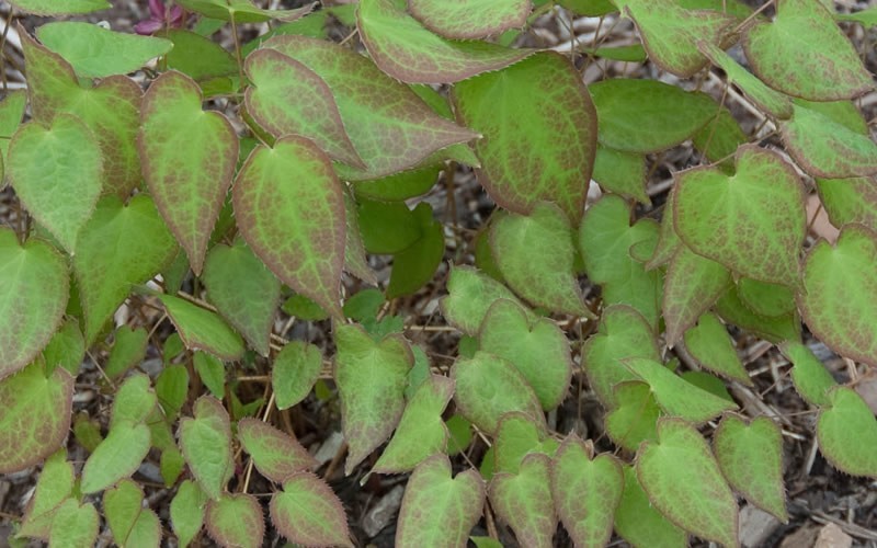 Epimedium rubrum - Red Barrenwort Photo 2