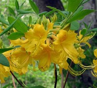 Admiral Semmes Native Azalea - Rhododendron 'Admiral Semmes'