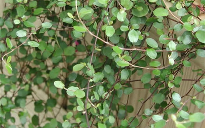 Muehlenbeckia axillaris - Creeping Wire Vine Photo 2