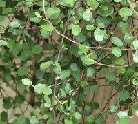 Muehlenbeckia axillaris - Creeping Wire Vine
