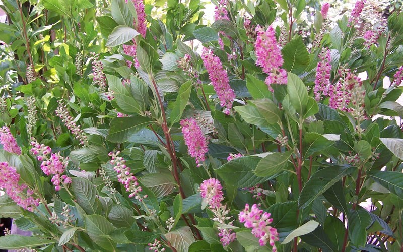 Ruby Spice Summersweet - Clethra alnifolia 'Ruby Spice' Photo 2