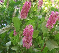 Ruby Spice Summersweet - Clethra alnifolia 'Ruby Spice'