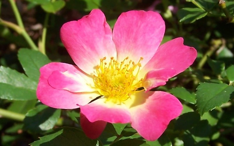 Pink Drift Rose Photo 6