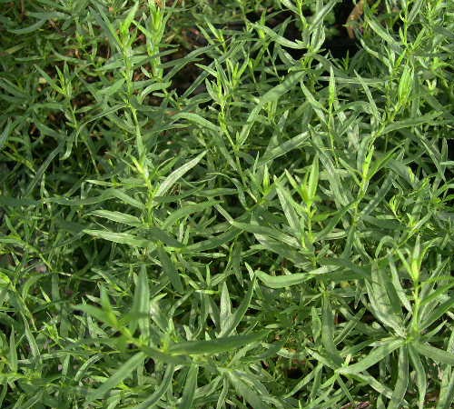 Sativa French Tarragon - Artemisia - 12 Count Flat of Pint Pots - Tarragon | ToGoGarden