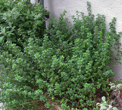 English Thyme  - 1 Gallon - Perennials for Cottage Gardens | ToGoGarden