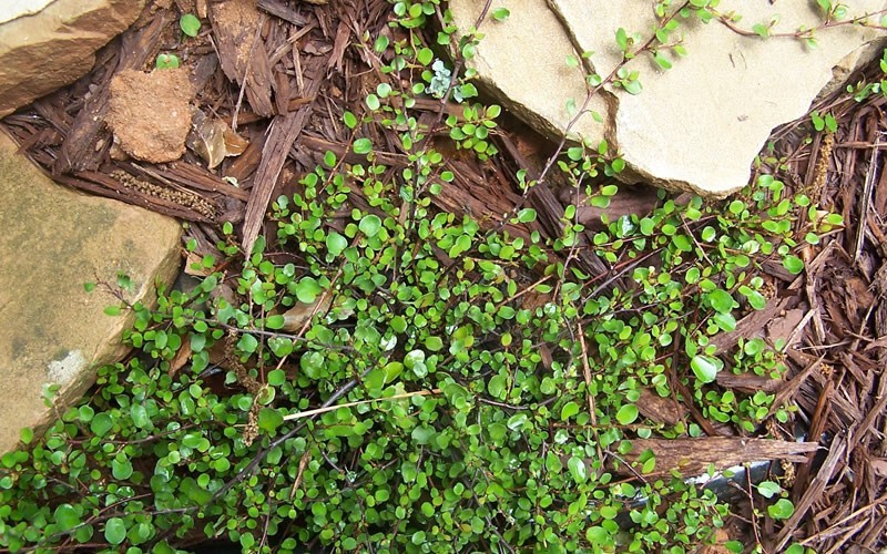 Muehlenbeckia axillaris - Creeping Wire Vine - (1) 5