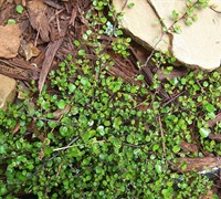 Muehlenbeckia axillaris - Creeping Wire Vine