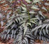 Shop Japanese Painted Fern - 1 Gallon