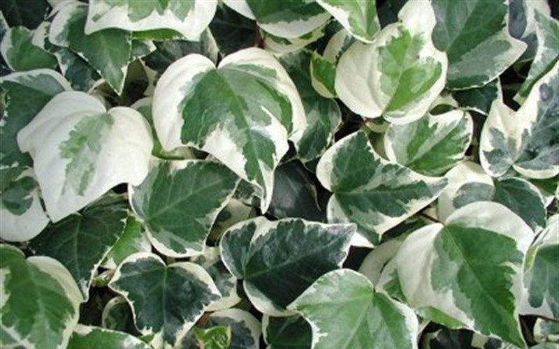 Variegated Algerian Ivy - 10 Count Flat of 4