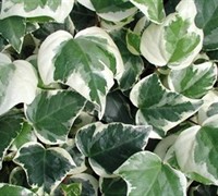 Variegated Algerian Ivy