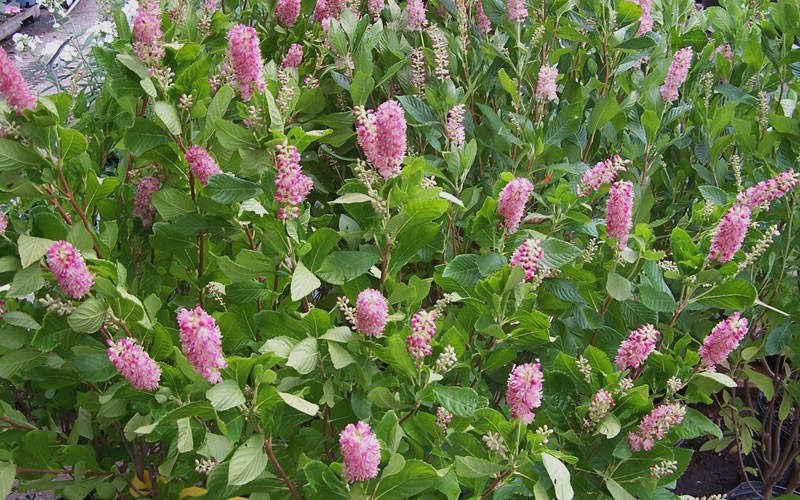 Ruby Spice Summersweet - Clethra alnifolia 'Ruby Spice' Photo 5