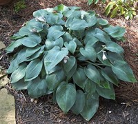 Halcyon Blue Hosta Lily