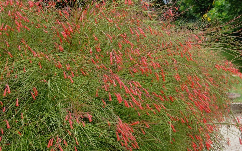 Firecracker Plant - Russelia equisetiformis  Photo 2