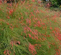 Firecracker Plant - Russelia equisetiformis 