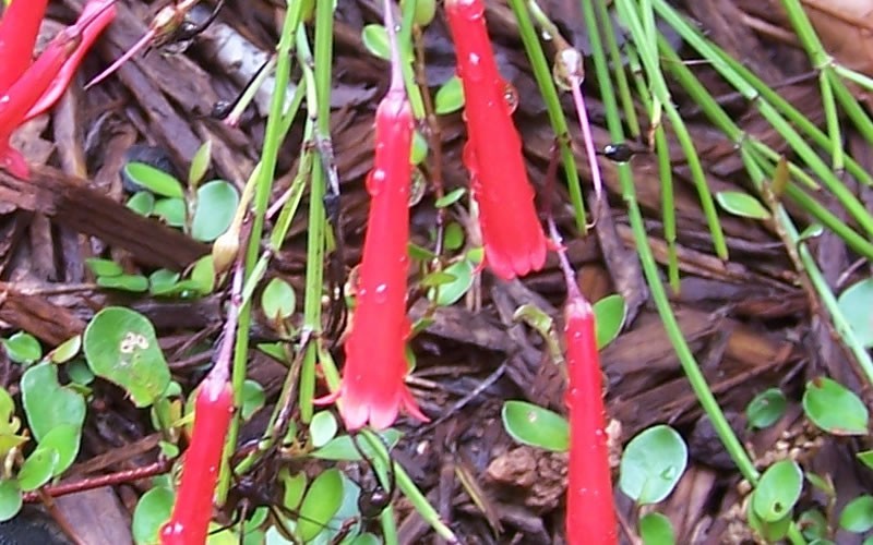 Firecracker Plant - Russelia equisetiformis  Photo 4