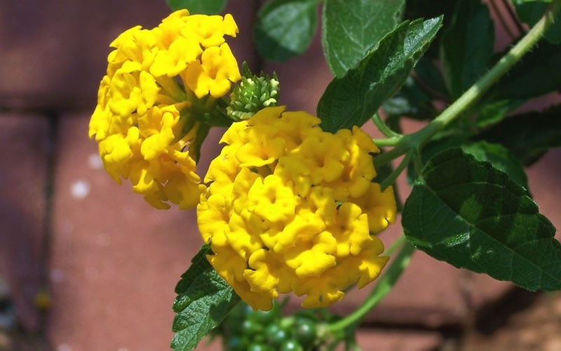 New Gold Hardy Lantana - 2.5 Quart - Tropical Plants - Flowering | ToGoGarden
