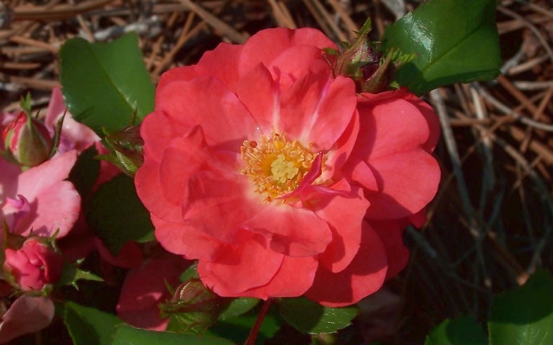 Coral Drift Rose - 1 Gallon - Rose Bushes | ToGoGarden
