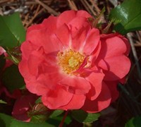 Coral Drift Rose