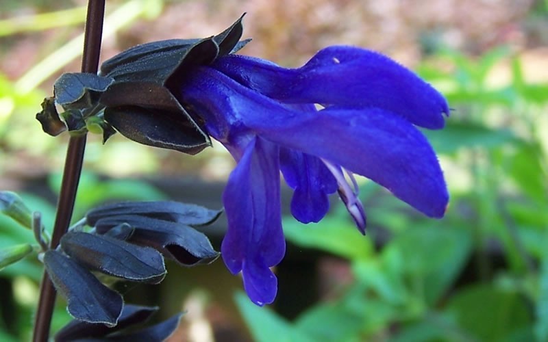 Black and Blue Salvia - Blue Anise Sage Photo 1