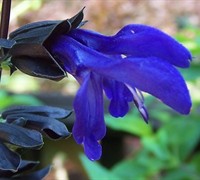 Black and Blue Salvia - Blue Anise Sage