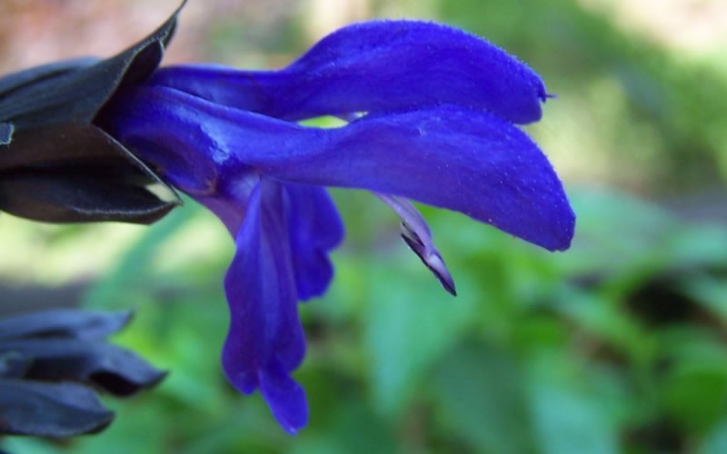 Black and Blue Salvia - Blue Anise Sage Photo 2