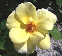 Sunny Knock Out Yellow Rose