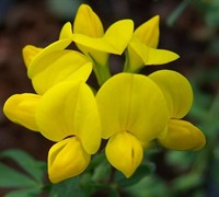 Lotus corniculata 'Plena' - Double Flowered Birds Foot Trefoil