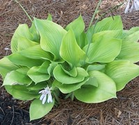 Sum And Substance Hosta Lily