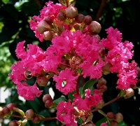 Tuscarora Crape Myrtle