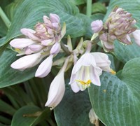 Halcyon Blue Hosta Lily