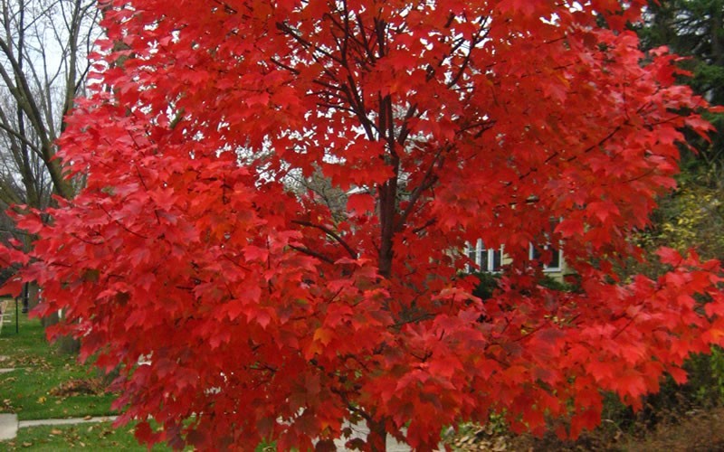 Details about   20PCS Seeds Autumn Blaze Red Maple Tree Ornamental Garden 