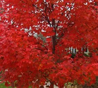 Shop Autumn Blaze Red Maple - 3 Gallon
