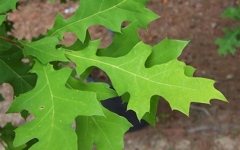 Nuttall Oak - 3 Gallon - Perennial Plants | ToGoGarden