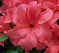 Shop Autumn Princess Encore Azalea - 1 Gallon