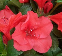 Shop Autumn Sunset Encore Azalea - 1 Gallon