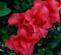 Autumn Embers Encore Azalea