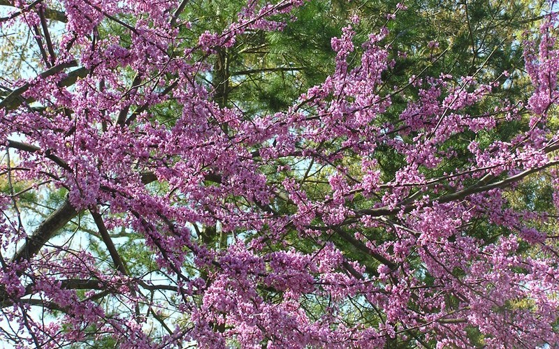 Forest Pansy Redbud - 15 Gallon - Trees | ToGoGarden
