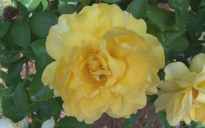 Julia Childs Floribunda Rose - 3 Gallon - Rose Bushes | ToGoGarden