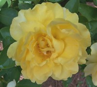Julia Childs Floribunda Rose