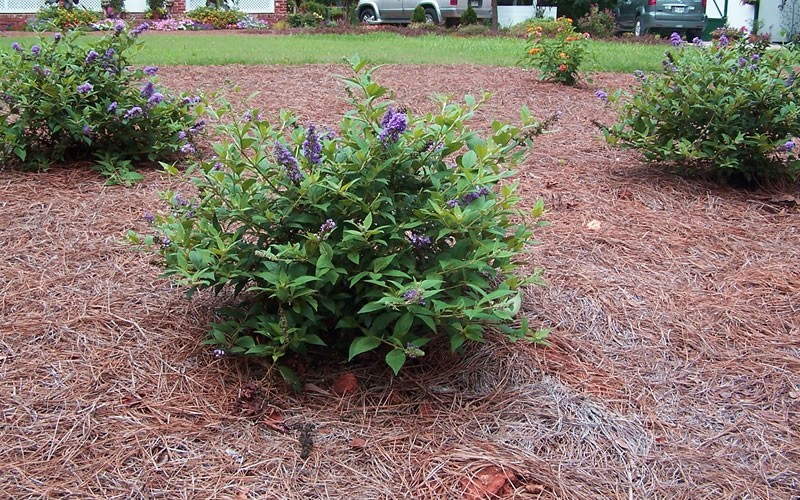 Lo & Behold Blue Chip Butterfly Bush Photo 2