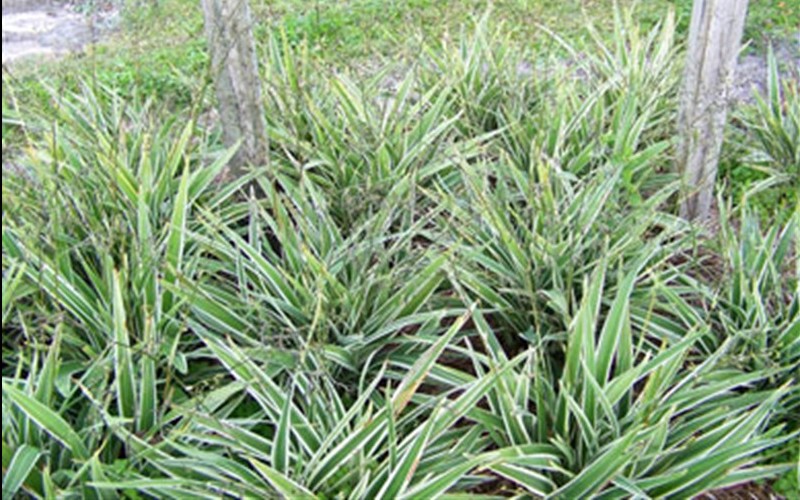 Variegated Flax Lily - Dianella tasmanica 'Variegata' Photo 2