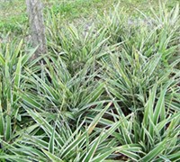 Variegated Flax Lily - Dianella tasmanica 'Variegata'