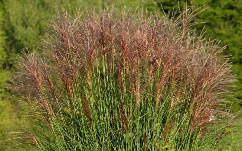Maiden Grass - Miscanthus sinensis 'Gracillimus' Photo 4