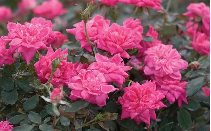 Double Pink Knock Out Rose Photo 3