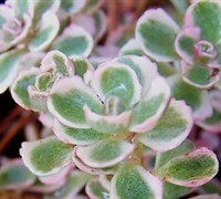 Sedum spurium 'Tricolor' - Tricolor Stonecrop