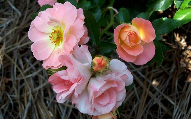Peach Drift Rose Photo 3