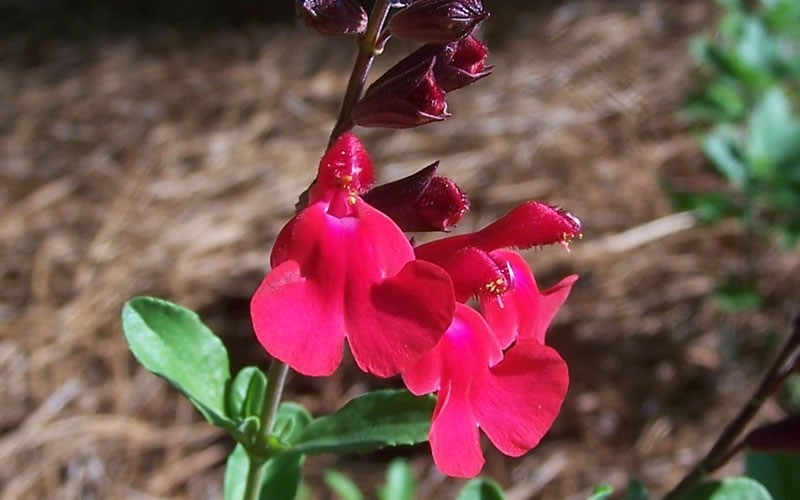 Radio Red Salvia - Texas Sage - 1 Gallon - Perennials for Spring Color | ToGoGarden