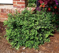 Emerald Snow Loropetalum